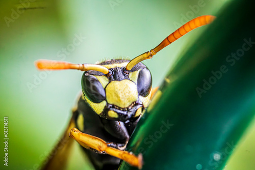 macro of a wasp