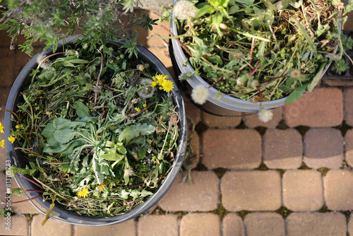 Two garden buckets full of weeds after weeding the garden. Spring garden lawn care and weed control.