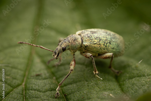 close-up of a nettle weevil (phyllobius pomaceus), Belgium © Herlinde