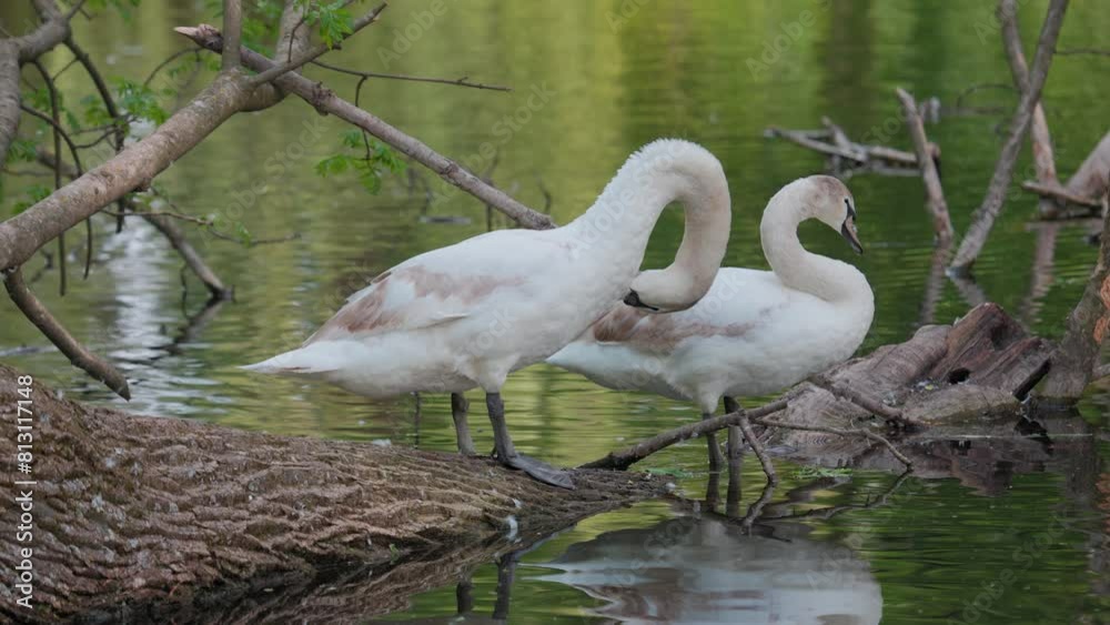 Beautiful white swans preen their feathers, drink water from the lake, swim around the lake. Beautiful white swans swim on water, lake, river. Beautiful white swans stand on a fallen tree. Beautiful white swans preen their feathers, drink water from the lake, swim around the lake. Beautiful white swans swim on water, lake, river. Beautiful white swans stand on a fallen tree.