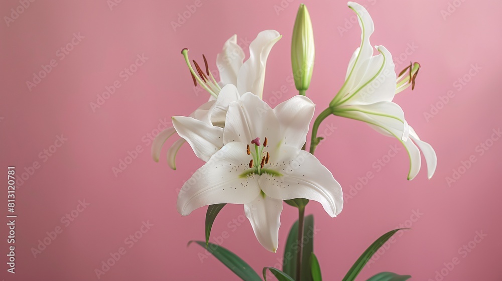 Obraz premium Flower on background, a picture of gorgeous color. Blossoming and vibrant, it's a wonderful floral display.