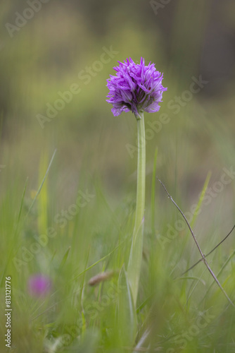 Wild orchids, three-toothed orchid (Neotinea tridentata), Abruzzo, Italy