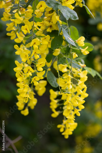 Golden chain or golden rain (Laburnum anagyroides) , Abruzzo, Italy