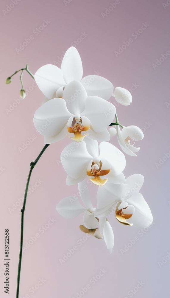 Fototapeta premium white orchid flower