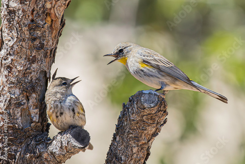 Female Adult Yellow rumped Warbler feeds Fledgling photo