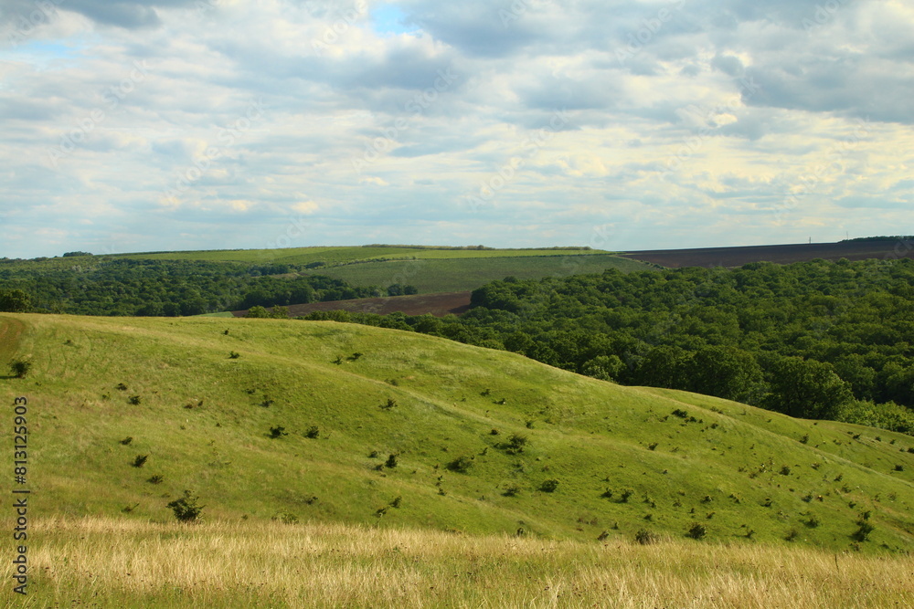 A grassy field with trees in the background A grassy field with trees in the background