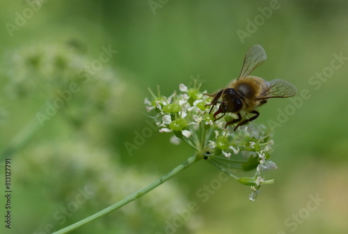 Biene auf blühendem Laserkraut © christiane65