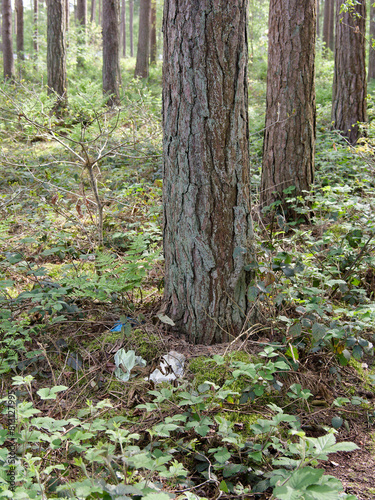 Discarded plastic bags, scattered like fallen leaves upon the forest floor, disrupt the natural serenity of the woodland scene.