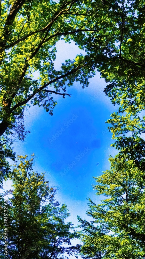 Obraz premium trees and sky