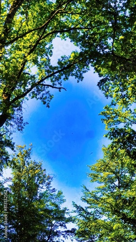Photography trees and sky