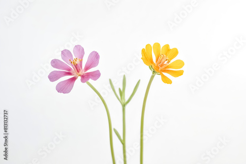 Two colorful flowers  a purple and yellow pansy and a white daisy  on a white background