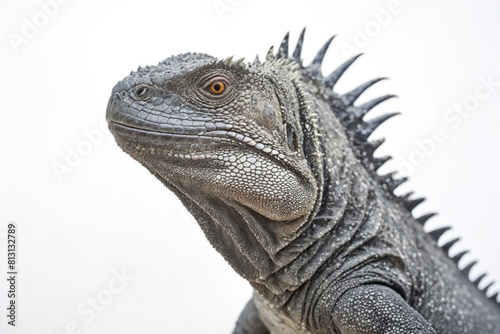 Close-Up of a Gray Iguana