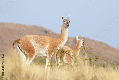 guanaco in the hills