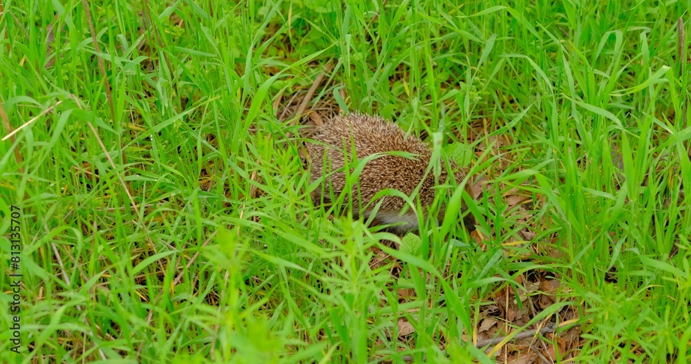 Capture the endearing sight of a hedgehog foraging for food in lush green grass. Perfect footage for nature enthusiasts, wildlife lovers, and impactful environmental campaigns Capture the endearing sight of a hedgehog foraging for food in lush green grass. Perfect footage for nature enthusiasts, wildlife lovers, and impactful environmental campaigns