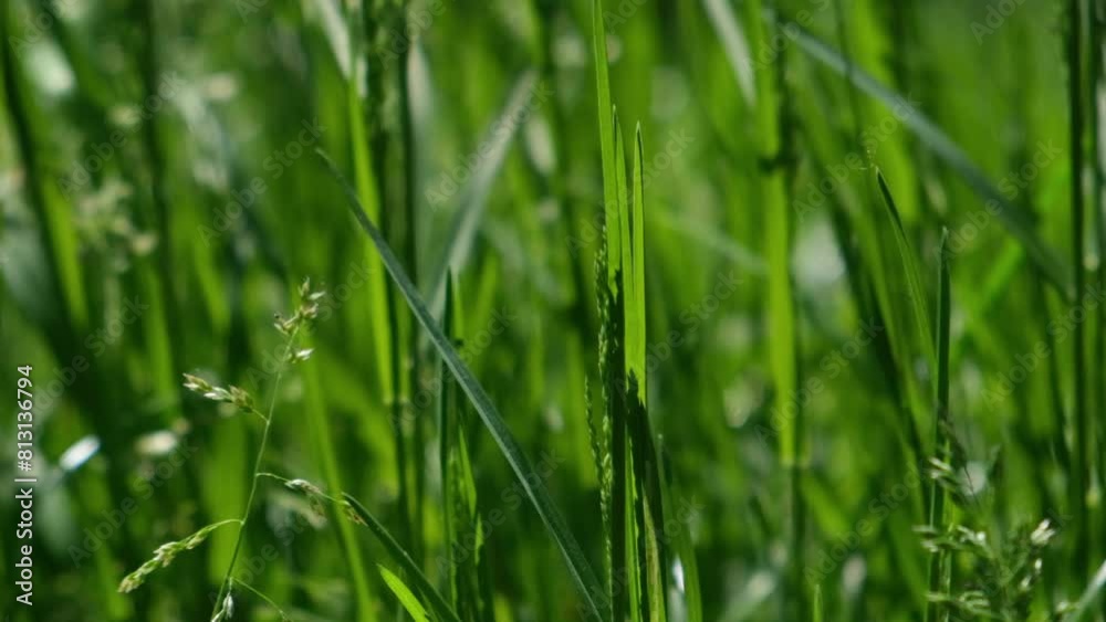 Natural Background. The wind rustles the grass. Field flowers. Natural Background. The wind rustles the grass. Field flowers.