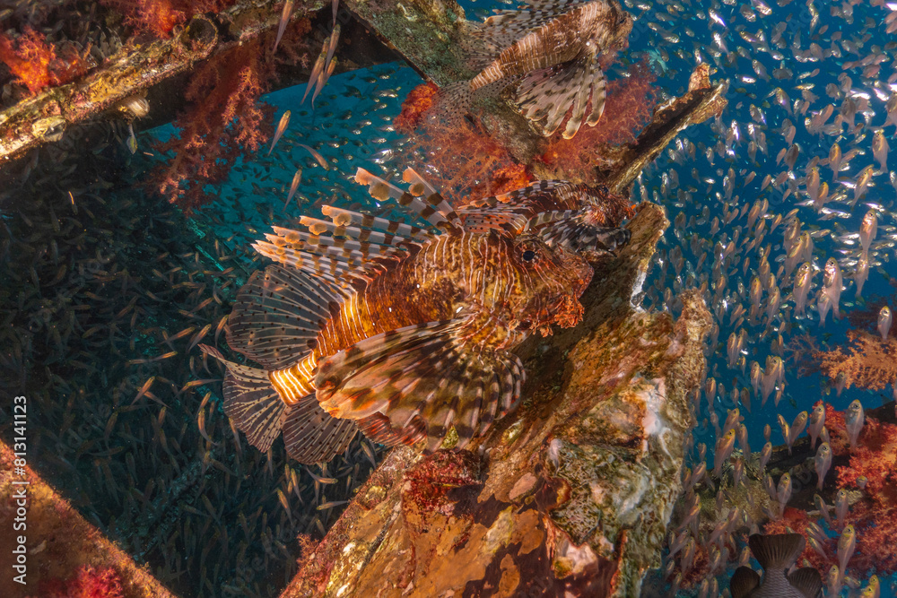 Lionfish in the Red Sea colorful fish, Eilat Israel

