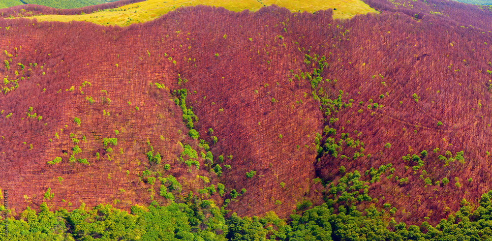 drone flies over a spring Carpathian peak with an interesting phenomenon - the mountain forest on the mountain is green up to a certain height, and above without leaves