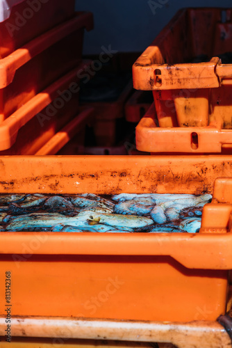 Freshly Caught Octopus Resting in Orange Fishing Crates at Dusk