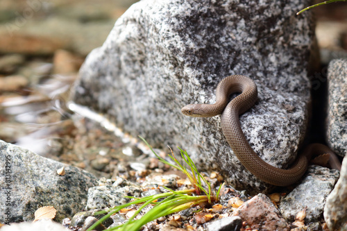 snake on the stone