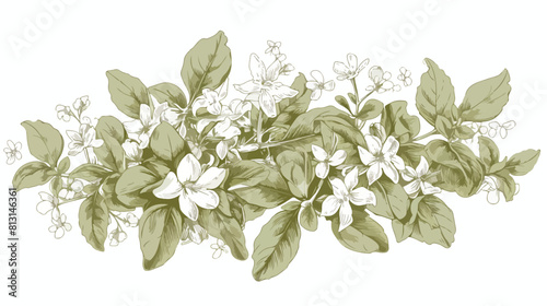Marjoram branch with leaves and flowers monochrome
