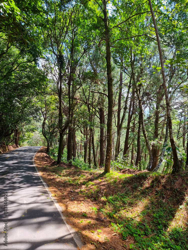 Panama, Palmira, road in the forest Panama, Palmira, road in the forest
