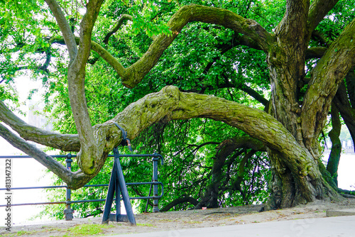 Dragon-like tree at the side of Alster-Lake in city center of Hamburg. Germany photo