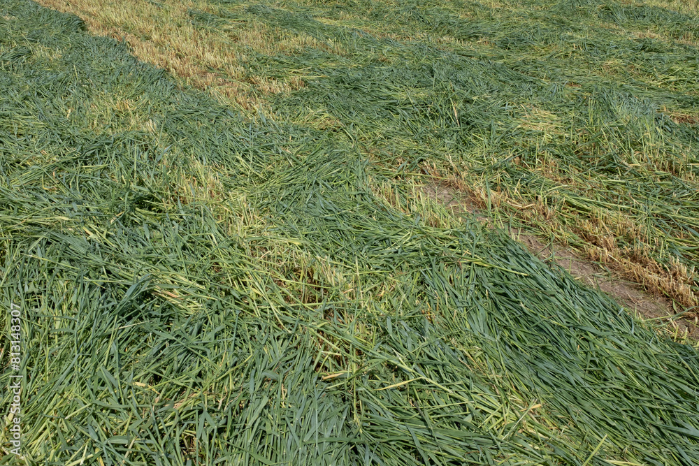 A field of mown green grass diagonally, top view. Background from grass cut by a lawnmower for publication, poster, screensaver, wallpaper, postcard, banner, cover, website. High quality photo A field of mown green grass diagonally, top view. Background from grass cut by a lawnmower for publication, poster, screensaver, wallpaper, postcard, banner, cover, website. High quality photo