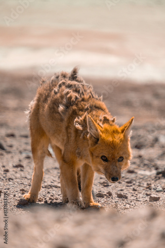 Desert fox near salar de Uyuni in Bolivia, moulting and shedding skin