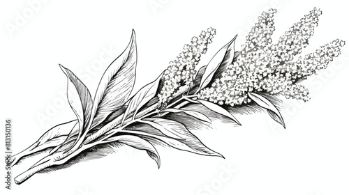 Monochrome quinoa plant branch with leaves sketch v