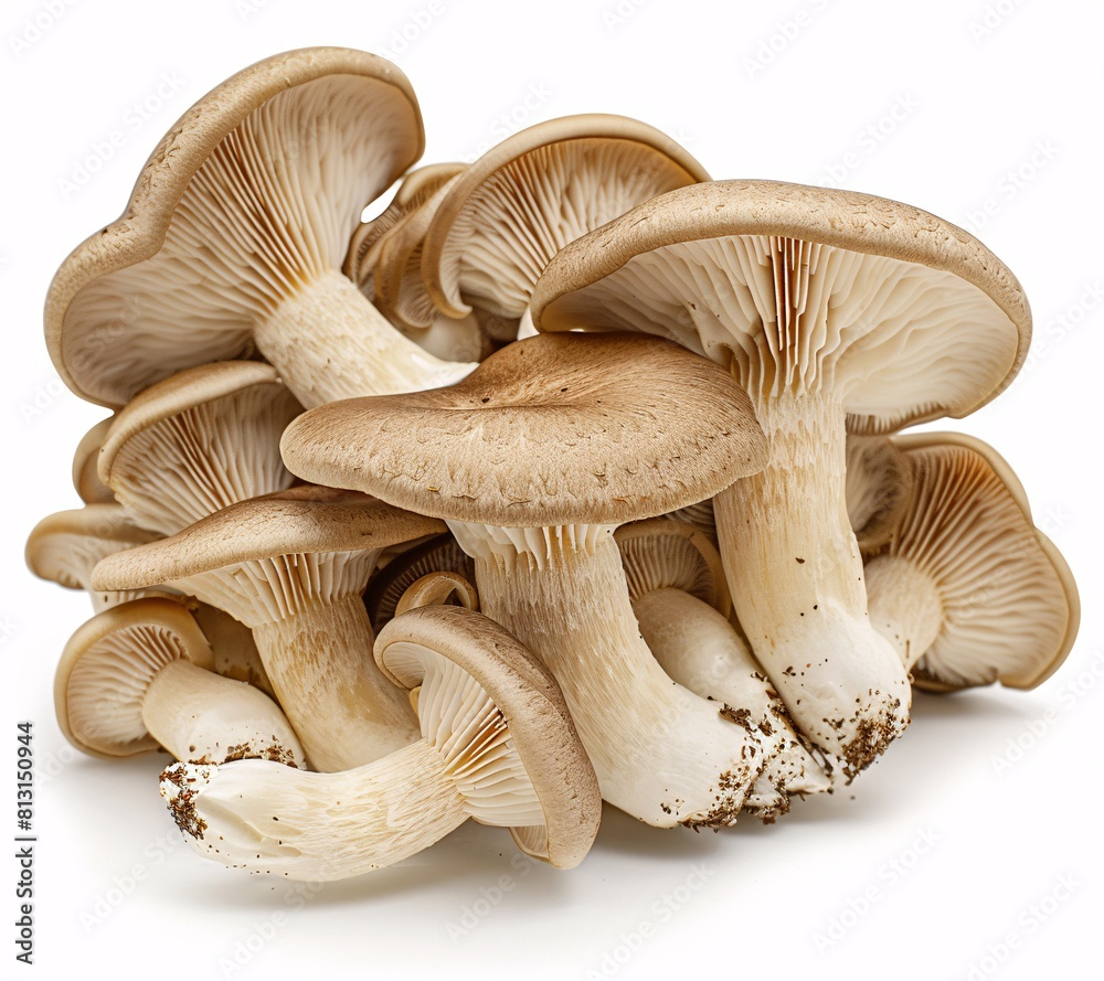 High-Resolution Photo of Fresh Amanita Mushrooms with Background Transparency High-Resolution Photo of Fresh Amanita Mushrooms with Background Transparency
