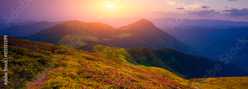 floral summer landscape, Carpathians, border Ukraine and Romania, Marmarosy range, Europe, summer blooming pink rhododendrons   flowers on background mountains photo