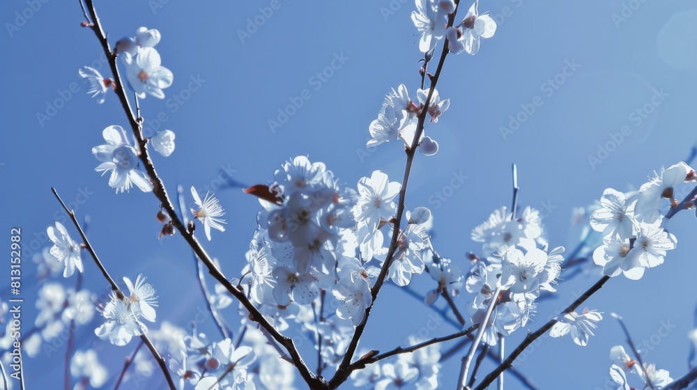 White cherry blossoms bloom against a vibrant blue sky White cherry blossoms bloom against a vibrant blue sky