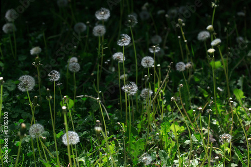 White dandelions on nature background