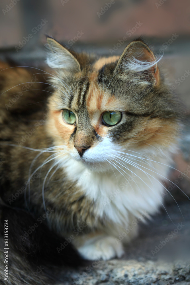Portrait of cute domestic cat Portrait of cute domestic cat