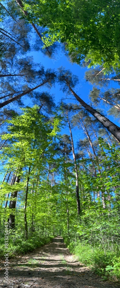 Las panorama