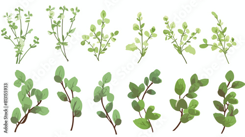 Oregano branches with leaves and flowers sketch vec