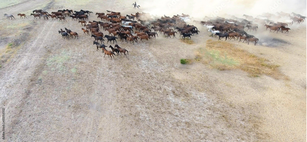 Obraz premium A herd of horses is running across a sandy field. aerial view of a herd of horses