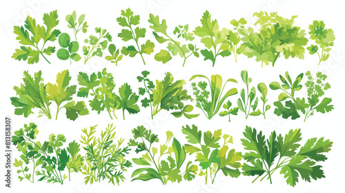Parsley plants and herbs seamless border design han