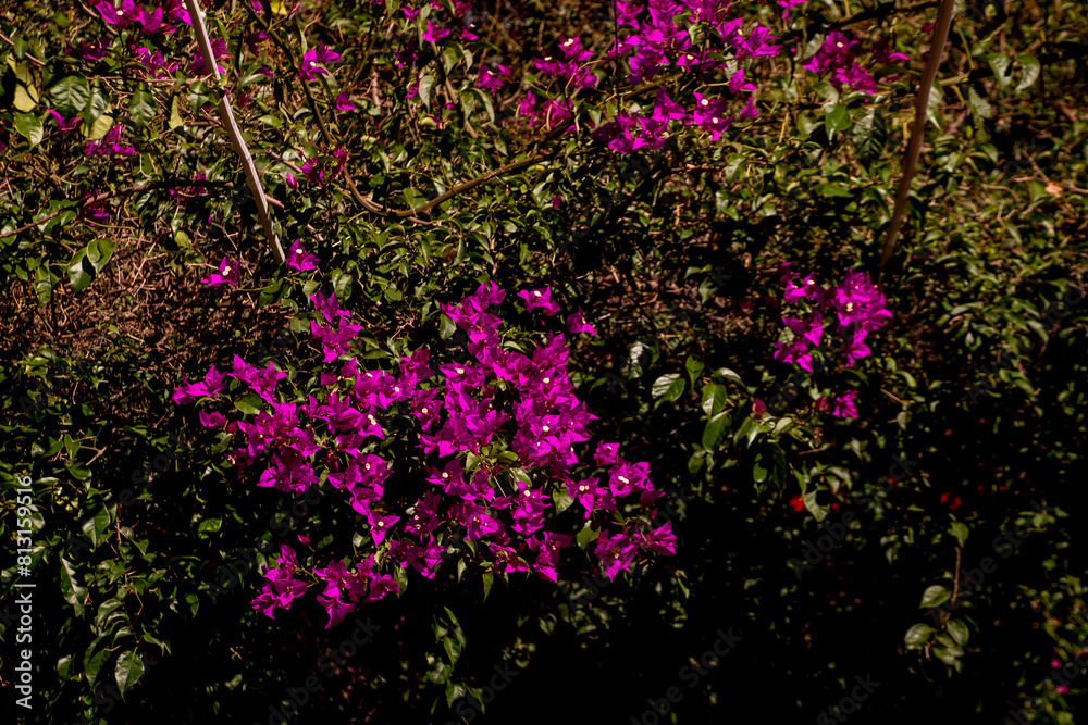 Obraz premium Shrub rose plant (Bougainvillea glabra)