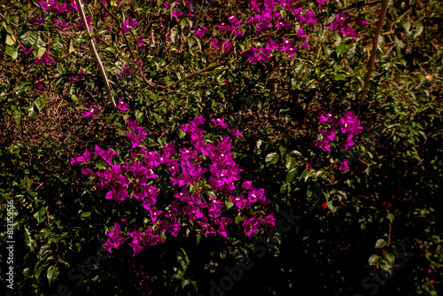 Shrub rose plant (Bougainvillea glabra) photo