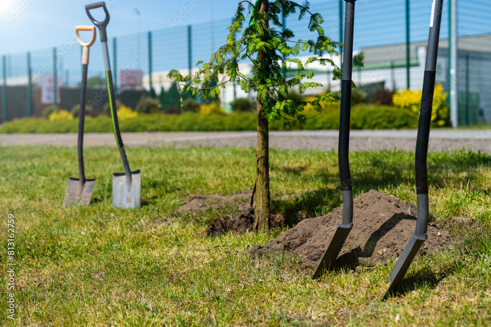 planting a tree with shovels - corporate event redwood seedling in Poland - ESG policy EVENT