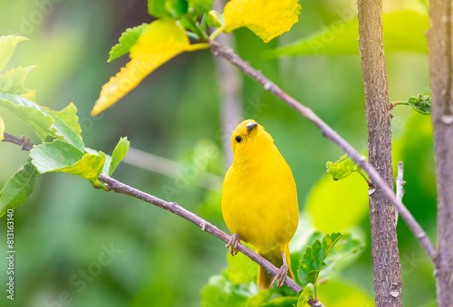 Yellow friend in the garden.Wild canary