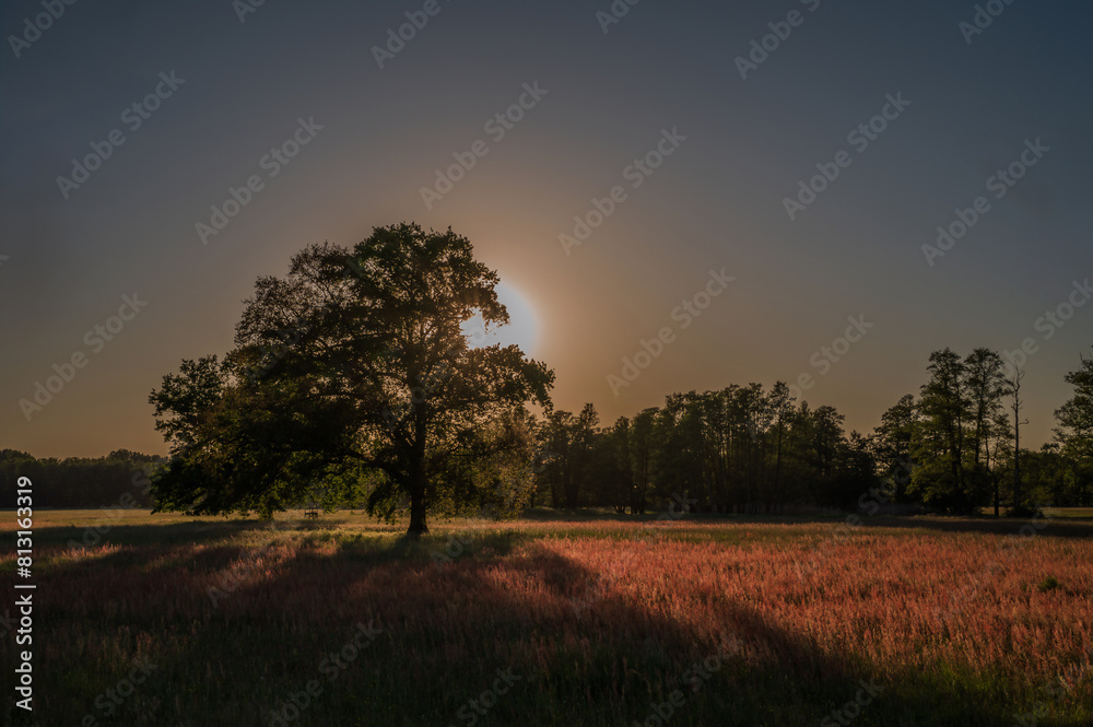 Ein Baum bei Sonnenuntergang