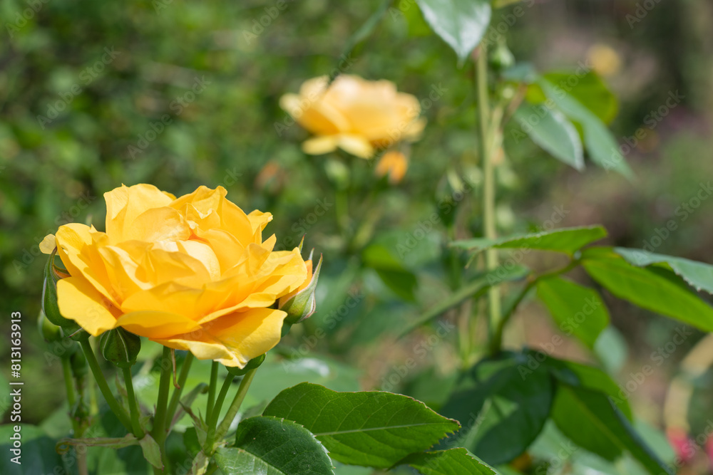 Close up of a yellow rose flower Close up of a yellow rose flower