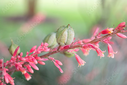 Close up red yucca flowers and seed pods with blurred background