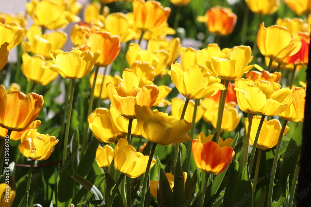 yellow and red tulips yellow and red tulips