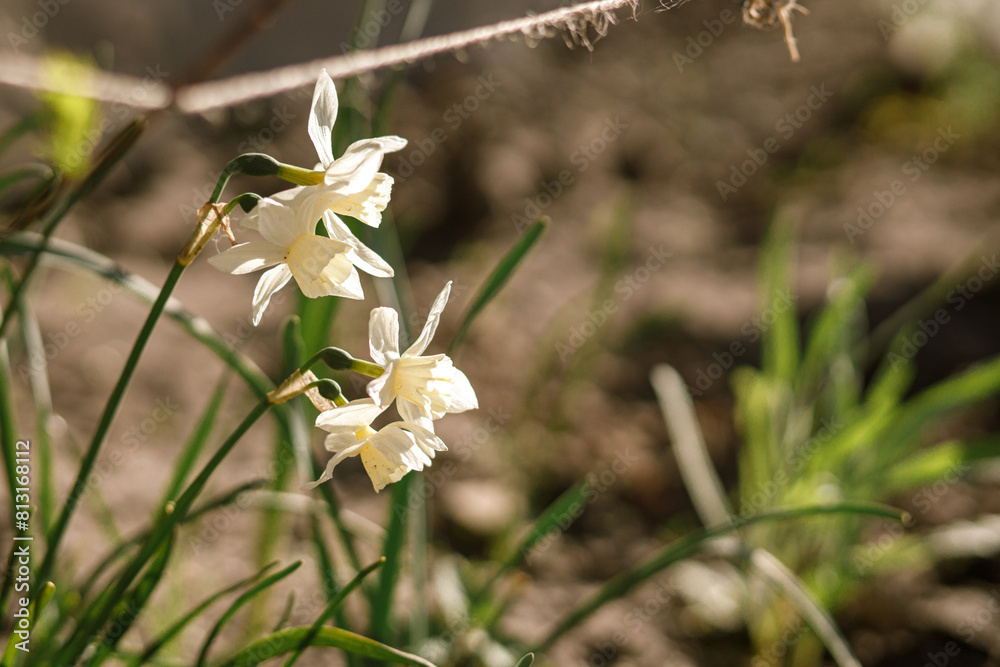 Beautiful daffodils in sunny garden. Daffodils spring flowers blooming in urban garden at modern farmhouse Beautiful daffodils in sunny garden. Daffodils spring flowers blooming in urban garden at modern farmhouse