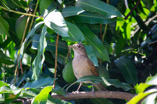 Sabiá-barranco (Turdus leucomelas), também chamado de sabiá-pardo . Pássaro.	
