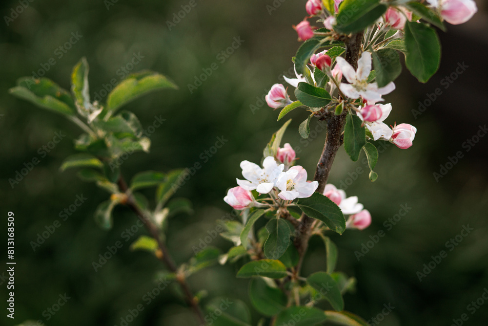 Blooming apple tree branch close up in spring garden. Homestead lifestyle. Apple pink and white flowers in urban organic garden Blooming apple tree branch close up in spring garden. Homestead lifestyle. Apple pink and white flowers in urban organic garden