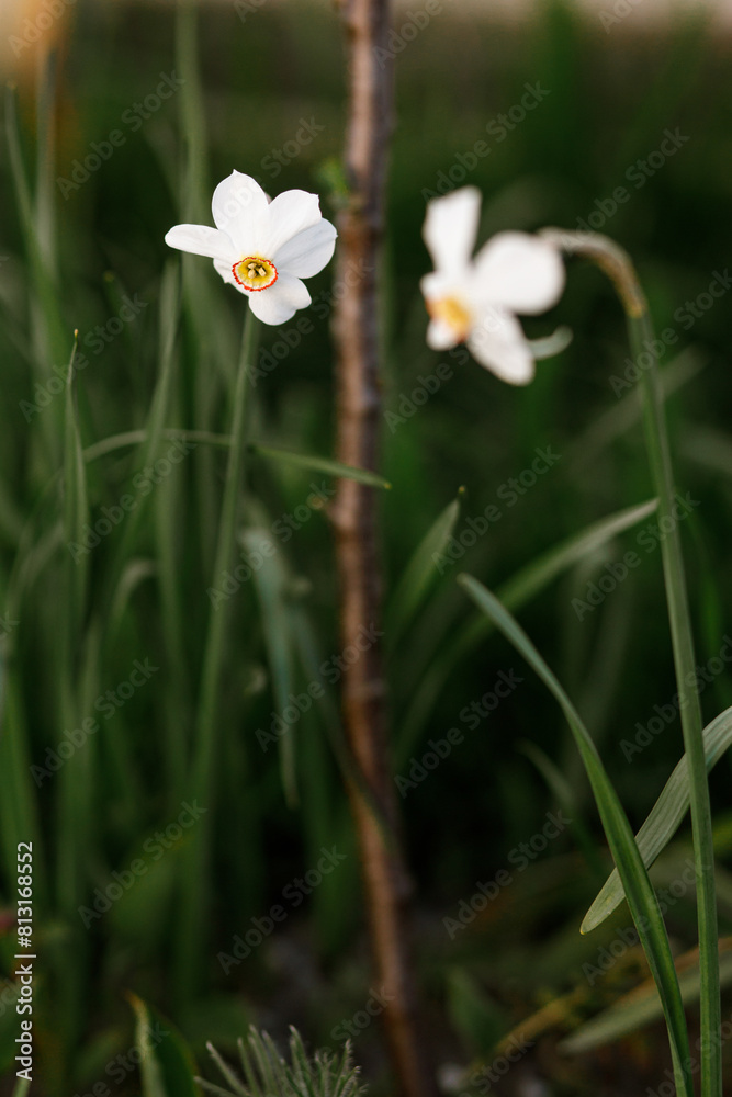 Beautiful daffodils in sunny garden. Daffodils spring flowers blooming in urban garden at modern farmhouse Beautiful daffodils in sunny garden. Daffodils spring flowers blooming in urban garden at modern farmhouse